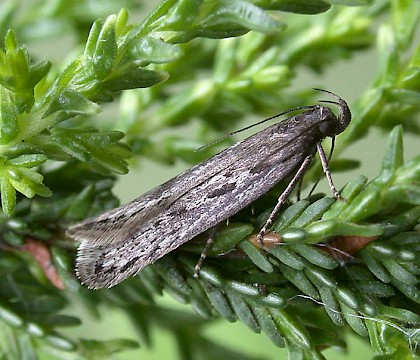 Adult &bull; West Yorkshire &bull; &copy; Ian Kimber