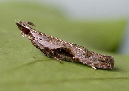 Hypatima rhomboidella