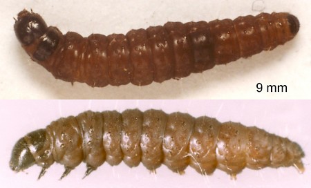 Anarsia spartiella