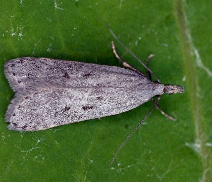 Adult &bull; Kvikne, Oppland, Norway &bull; &copy; Svein Bekkum