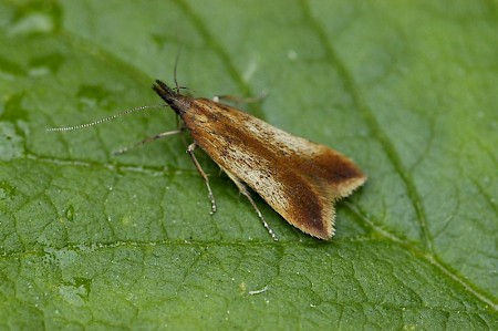 Dichomeris ustalella