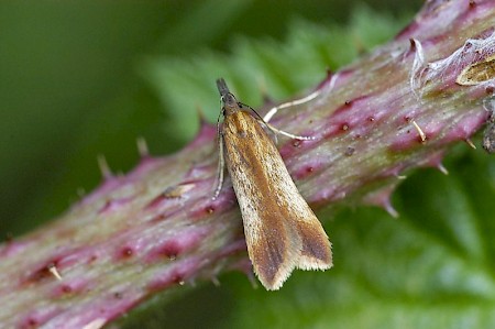 Dichomeris ustalella