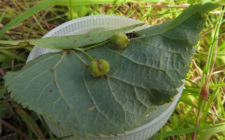 Dichomeris ustalella