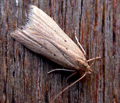 Adult &bull; Horning Hall Marshes, Norfolk &bull; &copy; Andy Beaumont