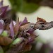 Larval case • Lyme Regis, Dorset, on Origanum • © Ben Smart