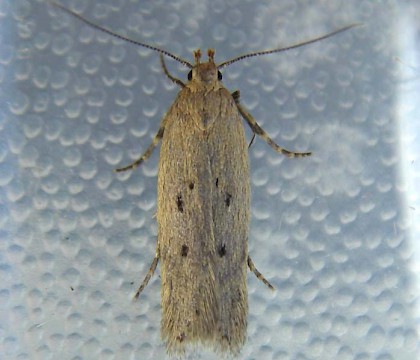 Adult &bull; Radnor Forest, Powys &bull; &copy; Pete & Ginny Clarke