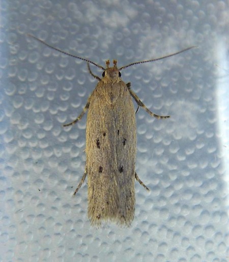 Bryotropha politella