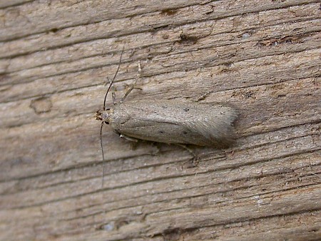 Bryotropha politella