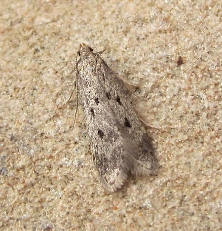 Bryotropha galbanella