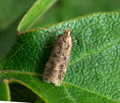 Adult &bull; Upton Warren NR, Worcestershire, gen. det. PGC &bull; &copy; Patrick Clement