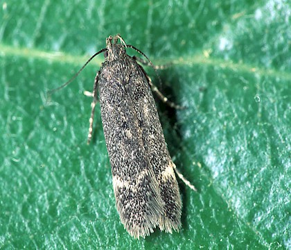 Adult &bull; Littleborough, Lancashire &bull; &copy; Ian Kimber