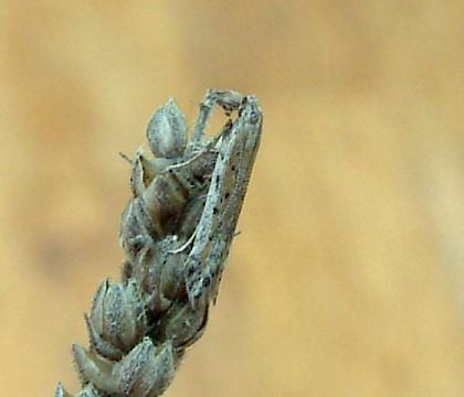 Adult &bull; Isle of Wight &bull; &copy; Steve Palmer