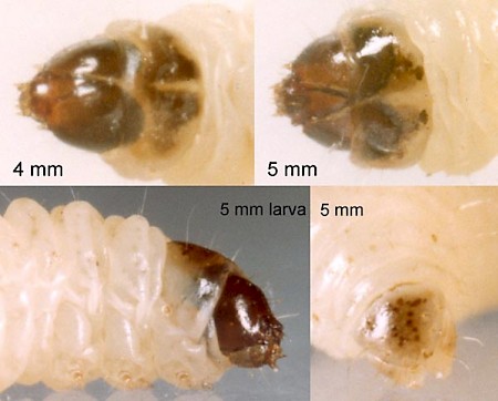 Metzneria metzneriella