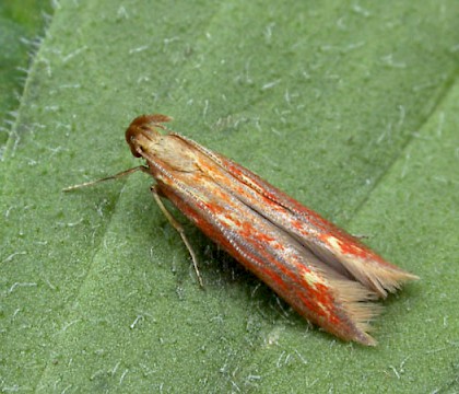 Adult &bull; Salisbury Plain, Wiltshire &bull; &copy; Keith Tailby
