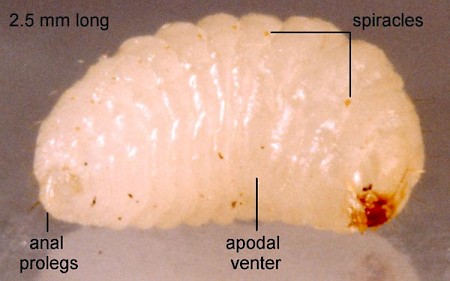 Apodia bifractella