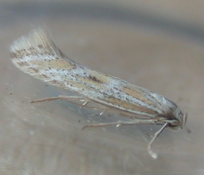 Adult &bull; Guernsey, Channel Islands &bull; &copy; Mark Lawlor