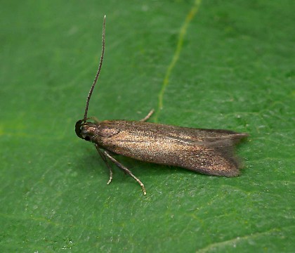Adult &bull; Severn Valley Country Park, Shropshire &bull; &copy; Patrick Clement