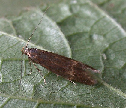 Adult &bull; Littleborough, Lancashire &bull; &copy; Ian Kimber