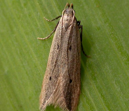 Adult &bull; Hickling Broad, Norfolk &bull; &copy; Jon Clifton