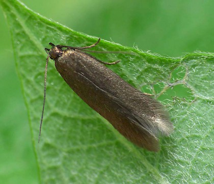 Adult &bull; Penny Hill, Worcestershire, gen. det. PC &bull; &copy; Patrick Clement