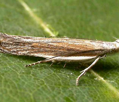 Adult &bull; Ringstead Downs, Norfolk &bull; &copy; Jon Clifton