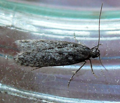 Adult &bull; Norway &bull; &copy; Kjell tore Vogsland