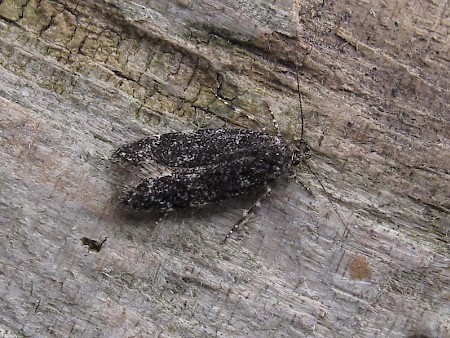 Gelechia nigra