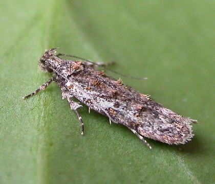 Adult &bull; Eye, Suffolk &bull; &copy; Paul Kitchener