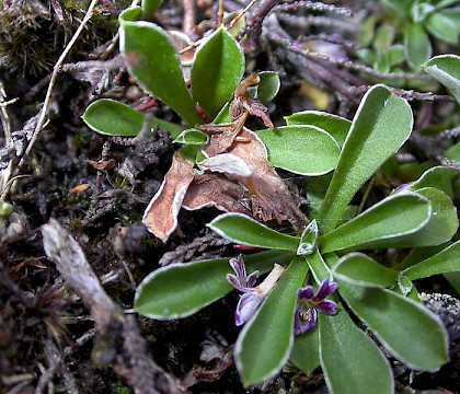 Larval mines on Antennaria dioica &bull; Glen Callater, South Aberdeenshire &bull; &copy; Bob Heckford