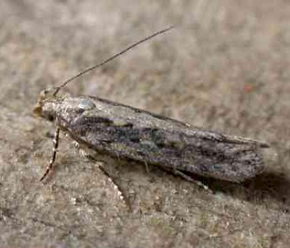 Adult &bull; Morston Quay, Norfolk &bull; &copy; Jon Clifton