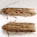 Adult • Ex larva on Atriplex on saltings. Dee Estuary, Cheshire. September. • © Ian Smith