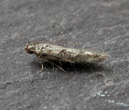 Adult &bull; Harlech, Gwynedd, August. &bull; &copy; Helen Bantock