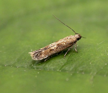 Adult &bull; Tynemouth, Northumberland &bull; &copy; Tom Tams