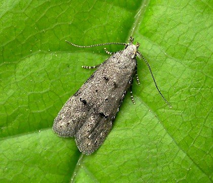 Adult &bull; Chorlton, Greater Manchester &bull; &copy; Ben Smart