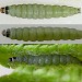 Larva • Chorlton, Greater Manchester, found on Sorbus • © Ben Smart