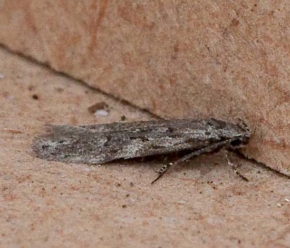 Adult &bull; &copy; Chris Johnson