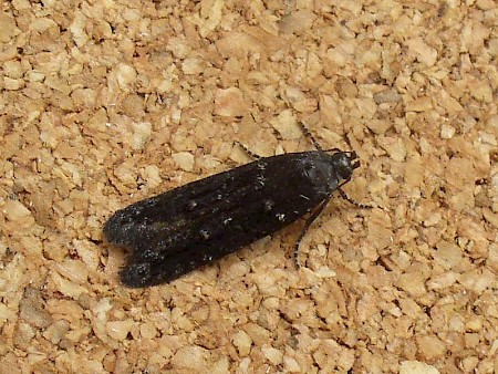 Xenolechia aethiops