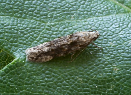 Altenia scriptella