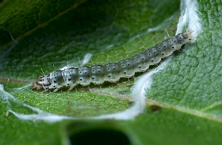 Altenia scriptella