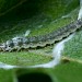 Larva • Bransford, Worcs. On field maple. • © Oliver Wadsworth