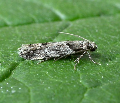 Adult &bull; Halesowen, West Midlands &bull; &copy; Patrick Clement