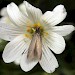 Adult • Landscove, Devon May 2002 • © John Walters