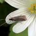 Adult • Landscove, Devon May 2002 • © John Walters