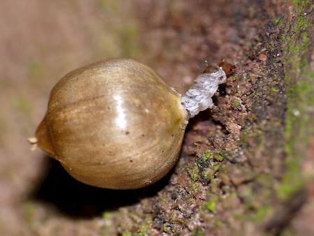 Coleophora lutarea