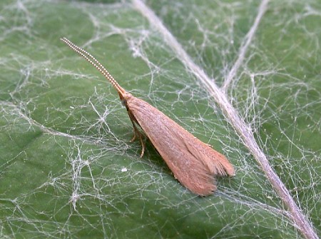 Coleophora flavipennella