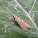 Adult • Thornham, East Suffolk; gen. det. N. Whinney • © Nigel Whinney