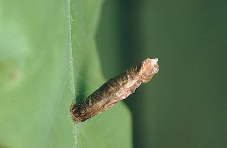 Coleophora flavipennella