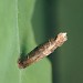 Larval Case • Wymington, Bedfordshire • © Charles Baker