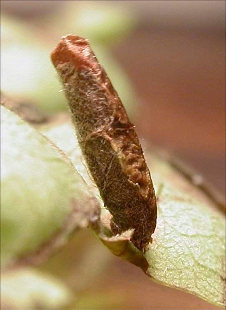 Coleophora flavipennella