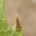 Adult • Sapcote, Leicestershire, gen. det. AM. • © Graham Calow